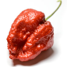 Trinidad Moruga Scorpion