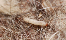 Clothes moth larvae