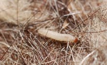 Clothes moth larvae