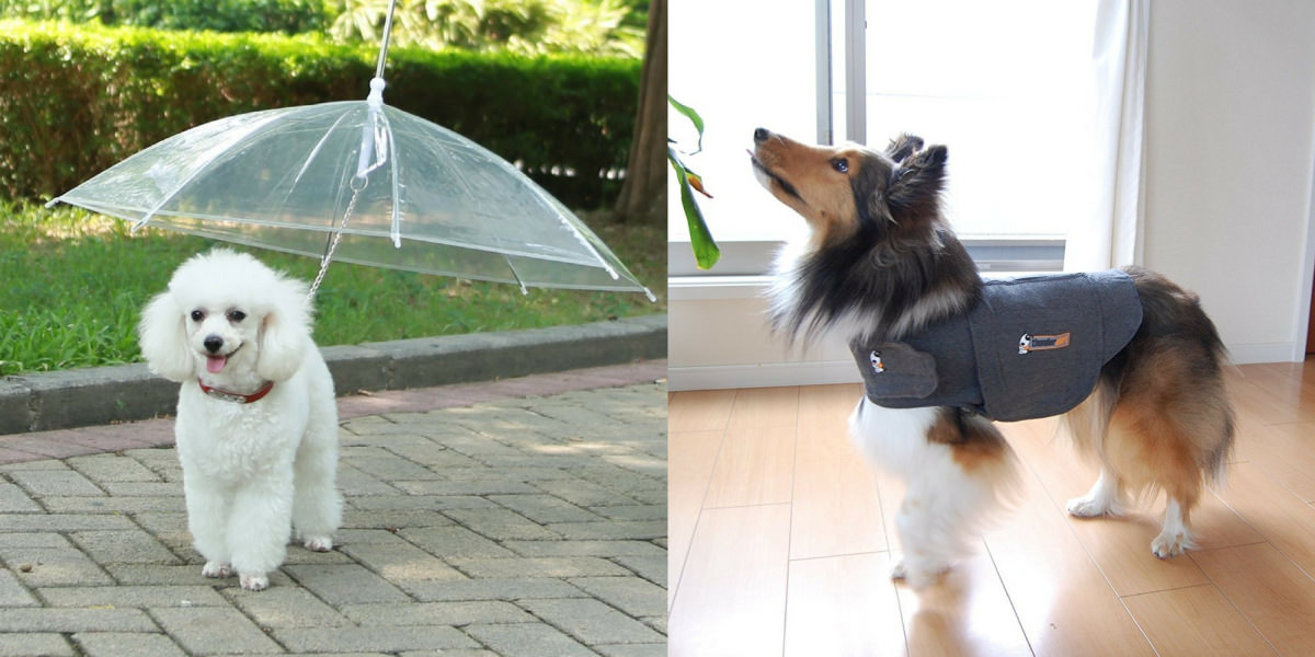 12 things you should buy for your dog on Amazon