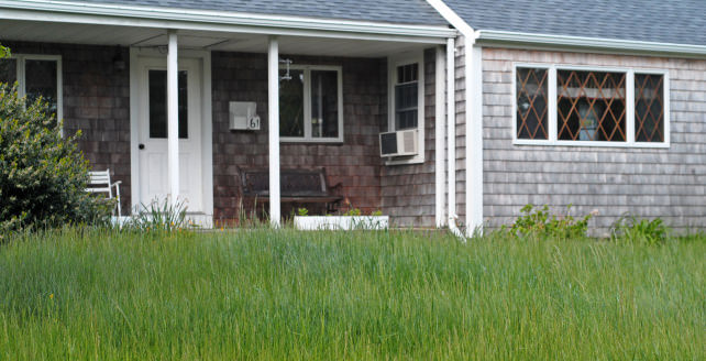 overgrown-lawn.jpg