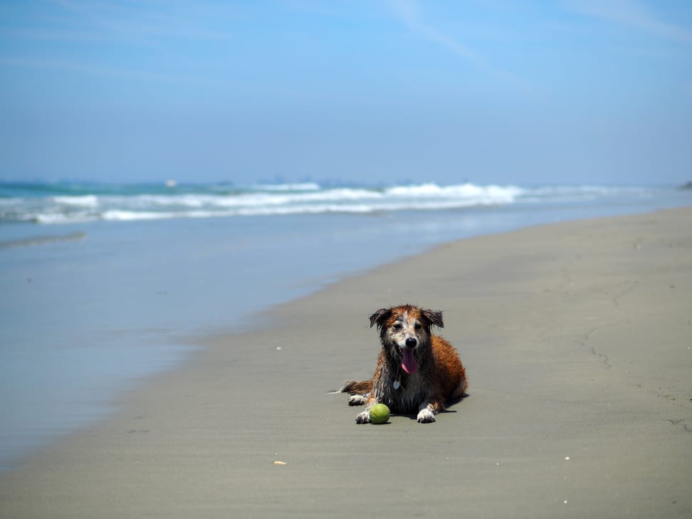 Panasonic 42.5mm f/1.7 Sample 8