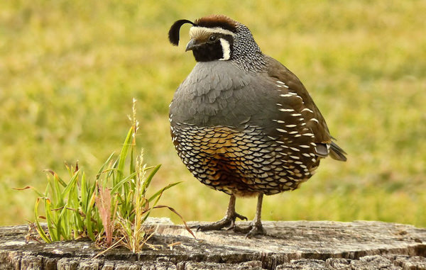 quail.jpg