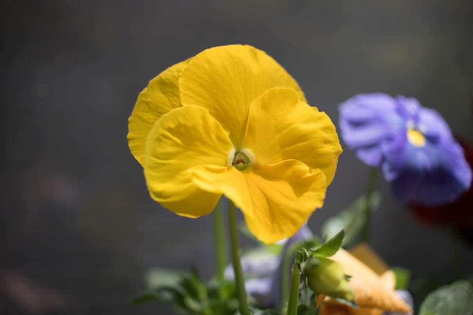 Canon 24mm f/2.8 Sample 2
