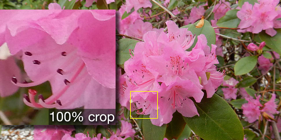 Sample crop