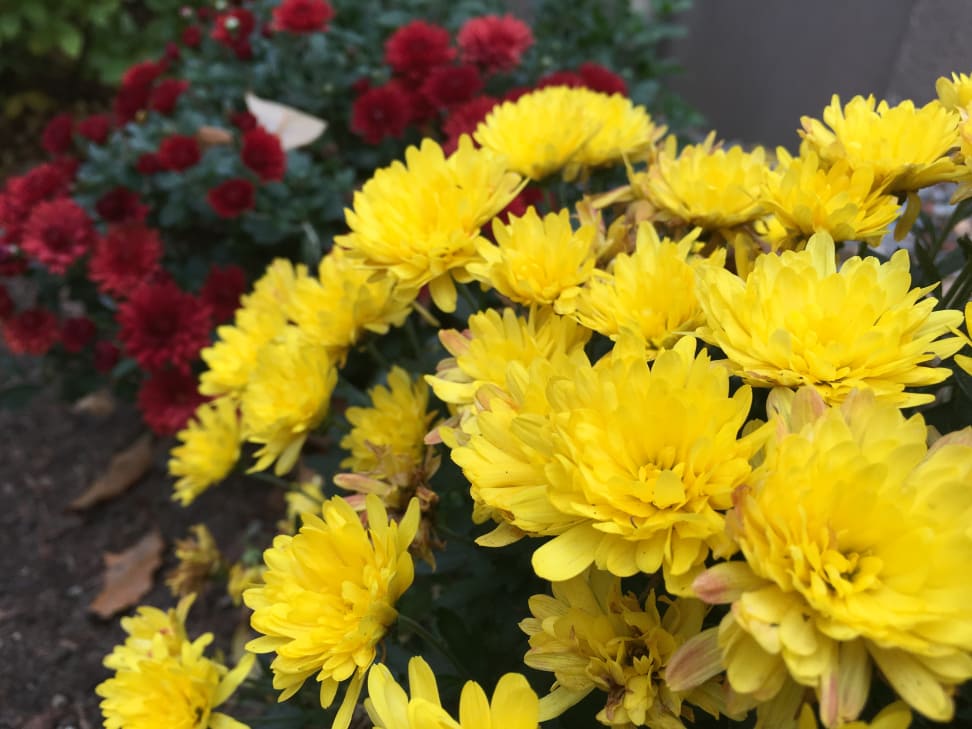 Apple iPhone 6s Plus Test Shot 6