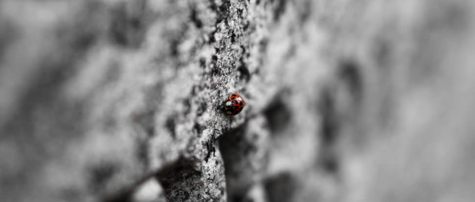 NIKON-D750-SAMPLE-LADYBUG.jpg