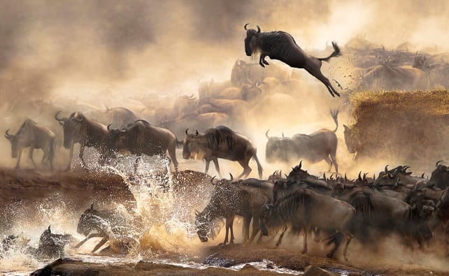 wildebeest.jpg