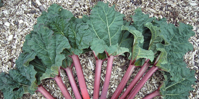 Rhubarb