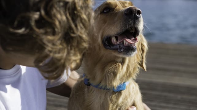 FitBark Dog Activity Monitor