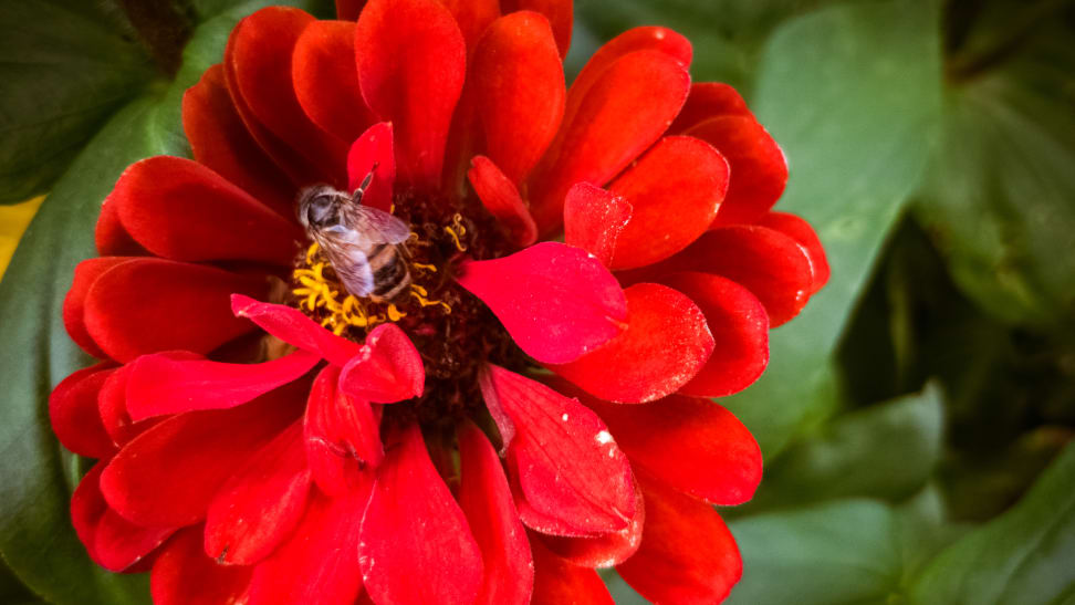 Bee