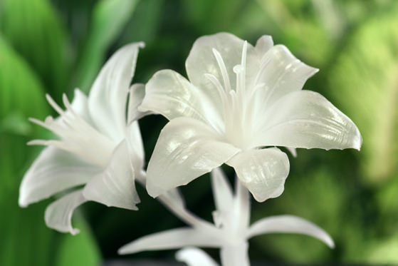 lilies_grande.jpg