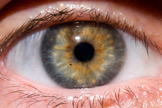 iris.jpg
