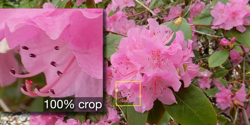Sample crop