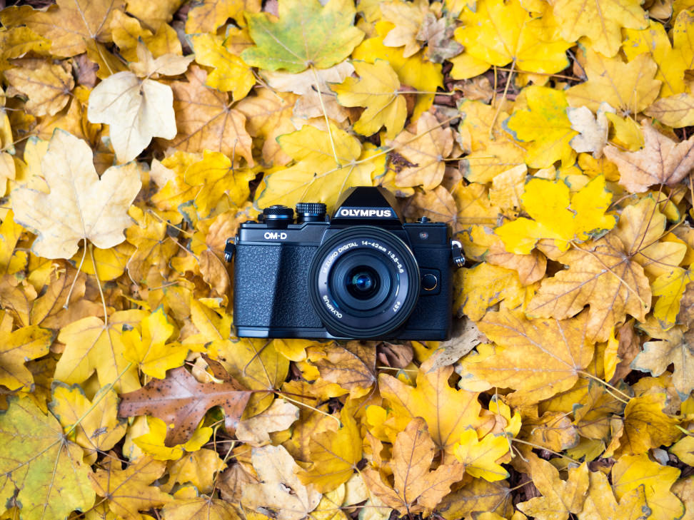 olympus-om-d-e-m10-leaves