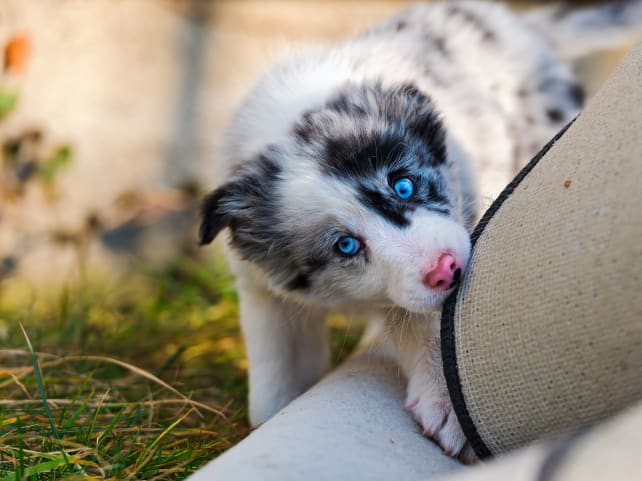 carpet-puppy.jpg